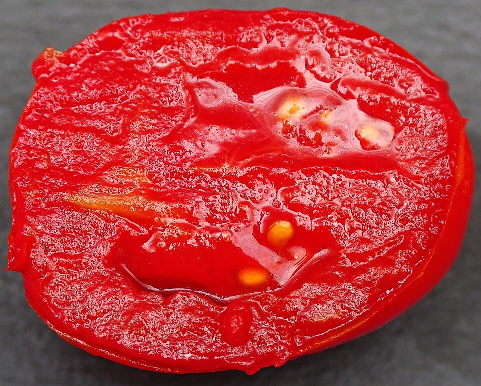 Tomates pelees x6