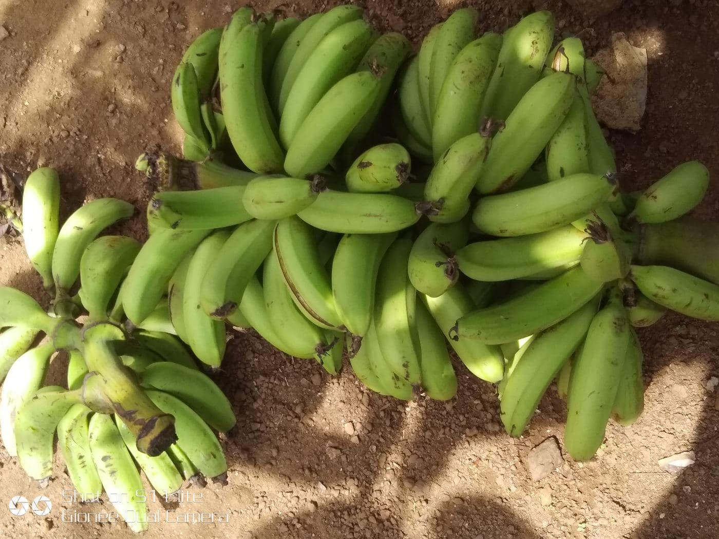 Bananes plantain 2 kg